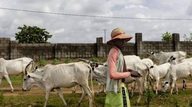 Federal Government Moves to End Open Grazing, Identifies 470 Gazetted Reserves