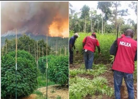 NDLEA Destroys 51 Hectares of Cannabis, Arrests 281 Suspects in Ekiti