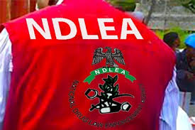 NDLEA Seizes 12,724kg of Illicit Drugs, Arrests 1,107 Suspects in Kaduna