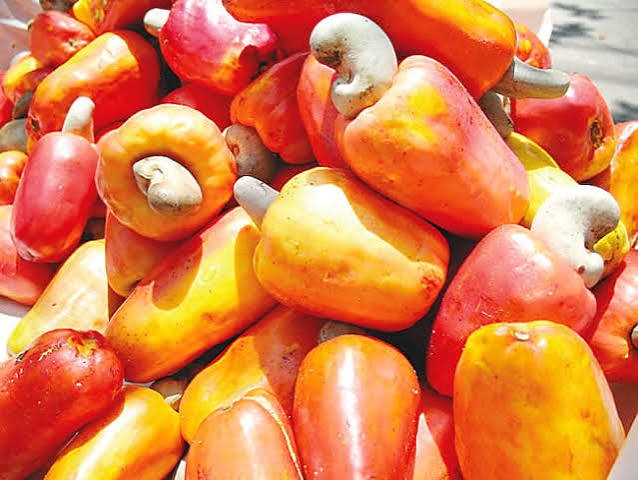 FG Targets Cashew Value Addition as 85% of Output Leaves Nigeria Unprocessed