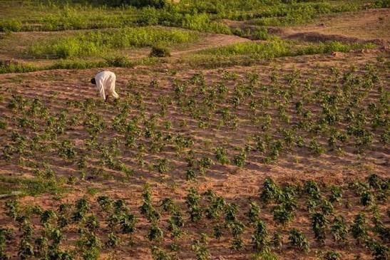 Nigerian Farmers Say Climate Change Made 2025 Their Worst Year Yet