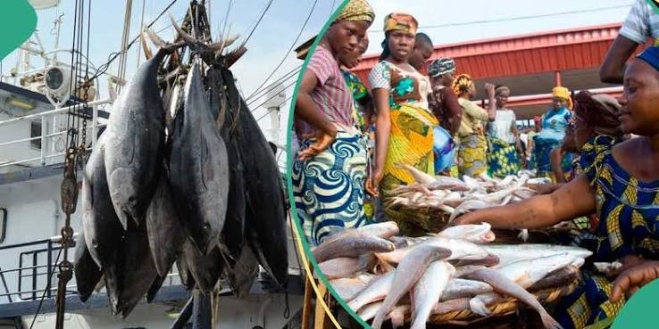 Local Fish Production Falls Short of Nigeria’s National Demand