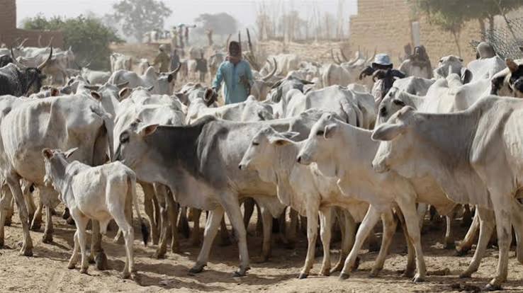 Report Records 27 Farmer-Herder Conflict Alerts in Katsina, Zamfara