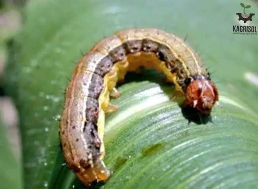 US Agtech CEO Sina Behmanesh on Sentinel X: New Non-Chemical Tech Targeting Fall Armyworm in Nigeria