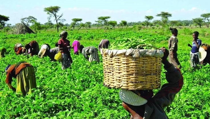 Katsina Farmers Predict Bumper Harvest, Commend FG, State Govt for Fertiliser, Seed Distribution