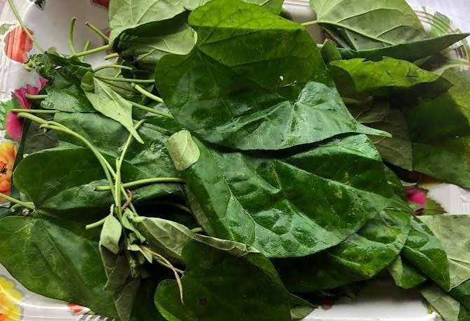 Utazi: The Bitter Herb with Powerful Medicinal Benefits Backed by Science