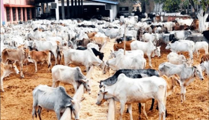 Nigeria, Africa Chart New Path to Disease-Free, Profitable Livestock Industry