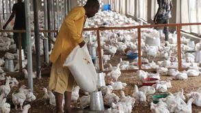 BATN Foundation, Lagos Launch 'Chicks to Plate' Project to Train 200 Poultry Farmers