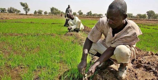 Japan Grants $3.5 Million to Boost Rice Seed Production and Food Security in Nigeria