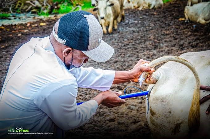 Taraba Launches Mass Artificial Insemination Programme to Boost Cattle Production