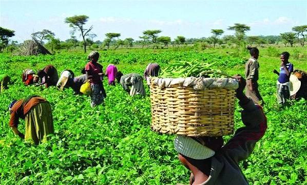 Oyo Monarch Backs Afenifere Warning as Farmers Abandon Farms
