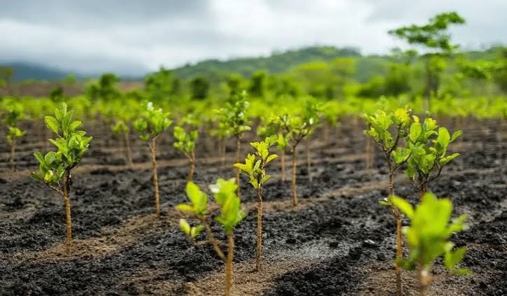 BATN Foundation Plants 22,000 Economic Trees Across Kano, Jigawa to Boost Rural Incomes