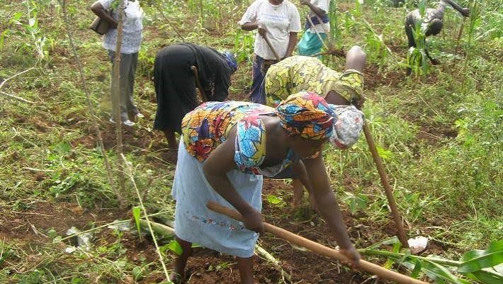 3,256 Women Empowered Under Kogi Rice, Cassava Value Chain Programme, Marks Women Farmer Day