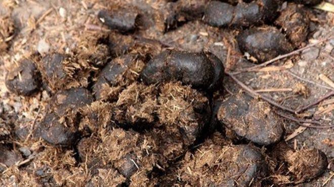 Lagos to Turn Abattoir Waste into Biogas, Fertiliser