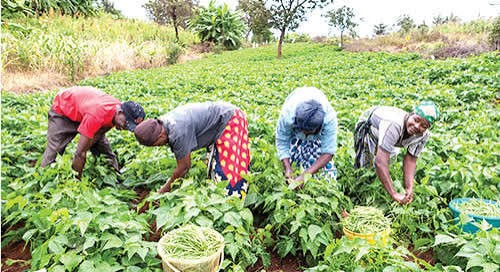 FG Reassures Farmers of Continued Support to Boost Food Security