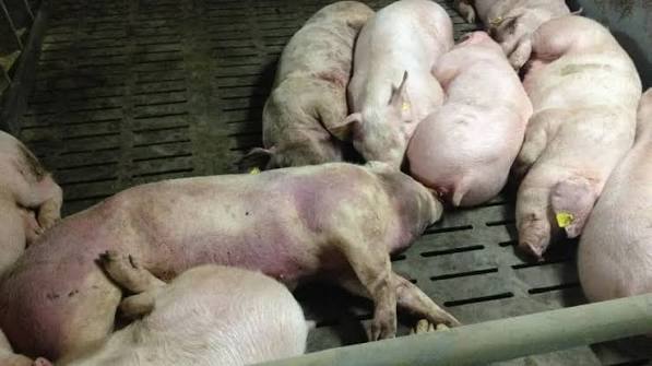 Finland Steps Up Measures to Contain African Swine Fever