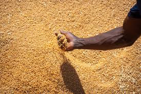 Can Nigeria Grow Its Own Wheat? AfDB-Backed Programme Nearly Doubles Yields, Cuts Import Reliance