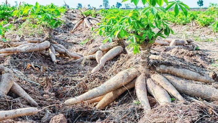 Cassava is Benue's 'Crude Oil': Agro Company Launches Revolution with Drones, Surveillance to Transform Farmers' Fortunes