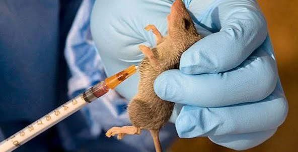 Preventable Yet Deadly: Why Lassa Fever, Diphtheria Continue to Claim Nigerian Lives