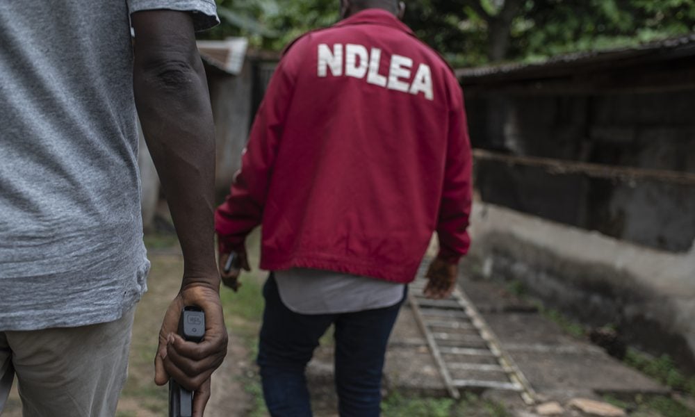 NDLEA Destroys Five Cannabis Plantations With 5,674kg Estimated Yield in Edo
