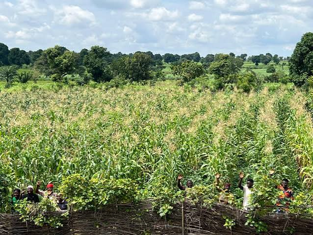 Nasarawa Women Farmers Record Bumper Harvest Through Climate-Smart Agriculture