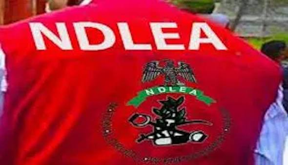 NDLEA Convicts 248 Drug Offenders in Delta, 223 Cases Pending
