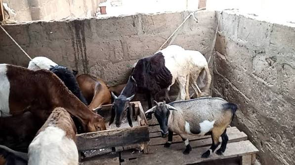 NASHGODAN Calls for Nationwide Sheep, Goat Farms