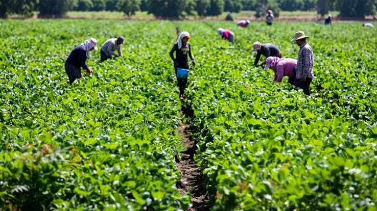 FG Moves to Overhaul 18 Agricultural Laws