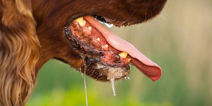 FG Targets 2030 to Eliminate Rabies, Advocates Mass Dog Vaccination
