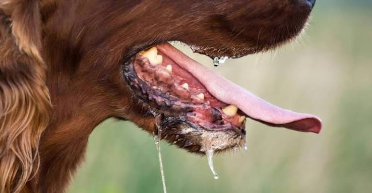 Wash Dog Bite for 15 Minutes to Prevent Rabies, Vet Advises