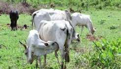 Oyo Agency Impounds 20 Cows Over Open Grazing, Crop Destruction