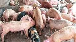 Ogun Pig Farmers Lose N5bn to African Swine Fever