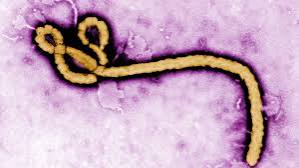 Ebola No Cause for Panic Yet, Experts Urge Vigilance