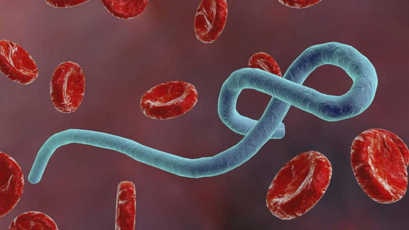 Ebola: Medical Laboratory Scientists Urge Virtual Campaigns Ahead of 2027 Elections