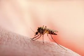 FG Eyes 50% Reduction In Malaria Deaths By 2030
