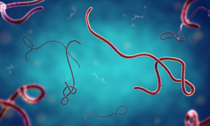 Ebola: WHO Says No Public Gathering Restrictions Advised for Nigeria