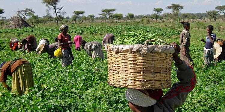 NADF, OSPRE Partner To Provide Early Warning Information For Farmers, Policymakers