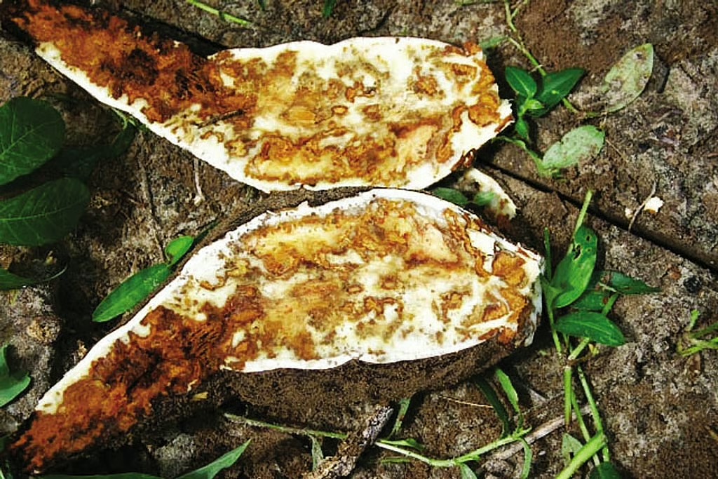 Experts Warn Kebbi Farmers Over Destructive East African Cassava Virus